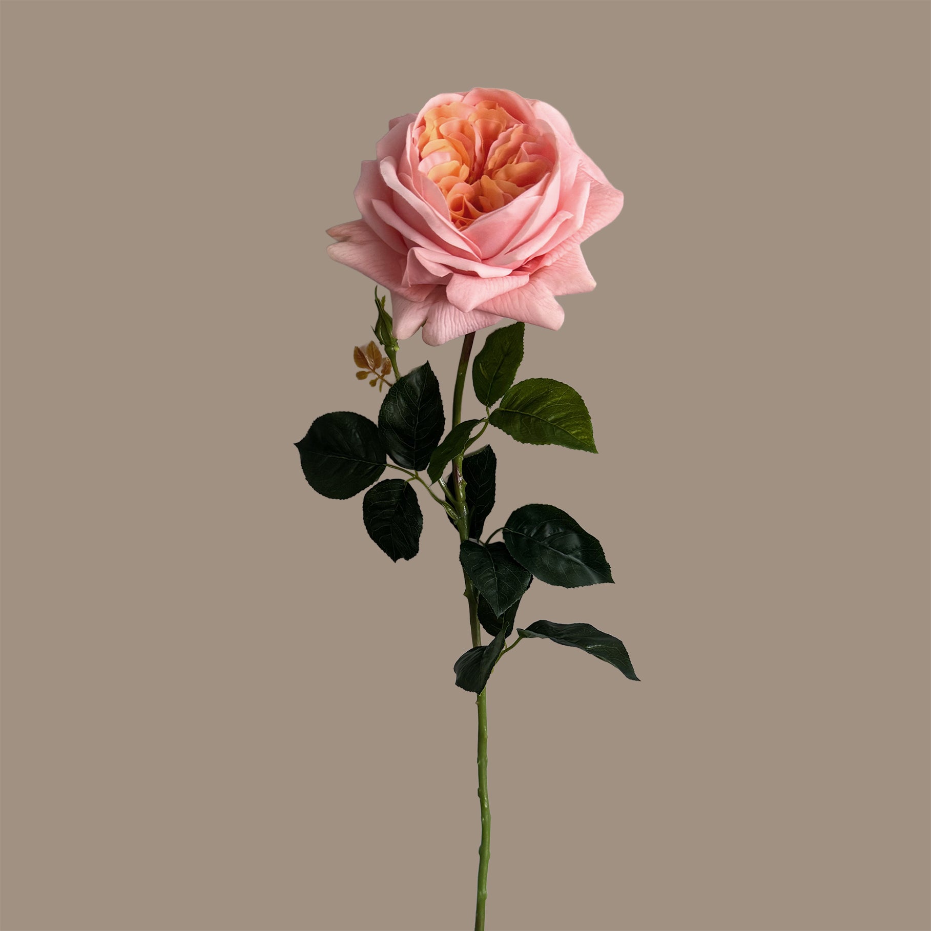 English Rosette Style Rose with Bud — Coral Peach Bicolour