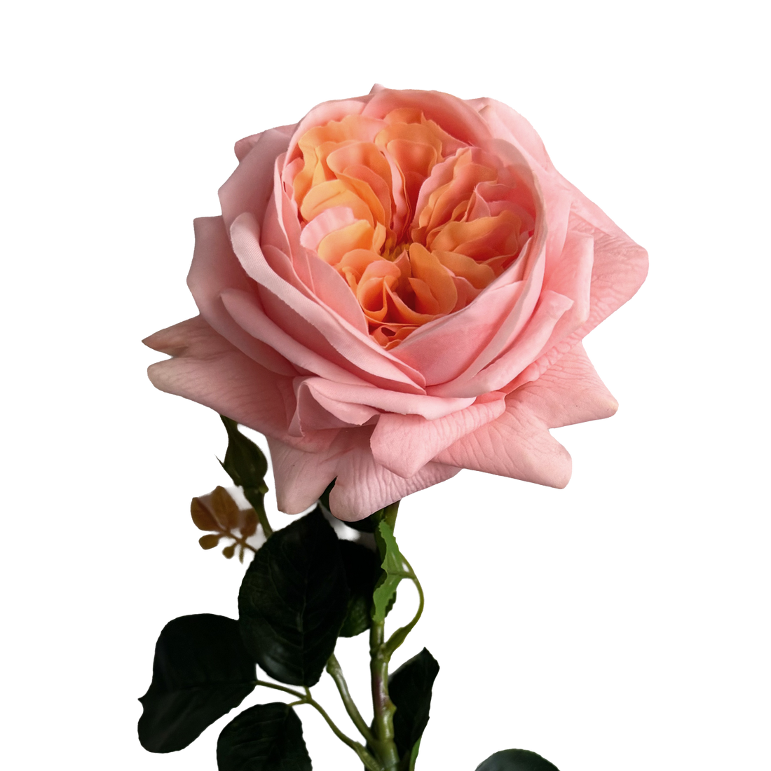 English Rosette Style Rose with Bud — Coral Peach Bicolour
