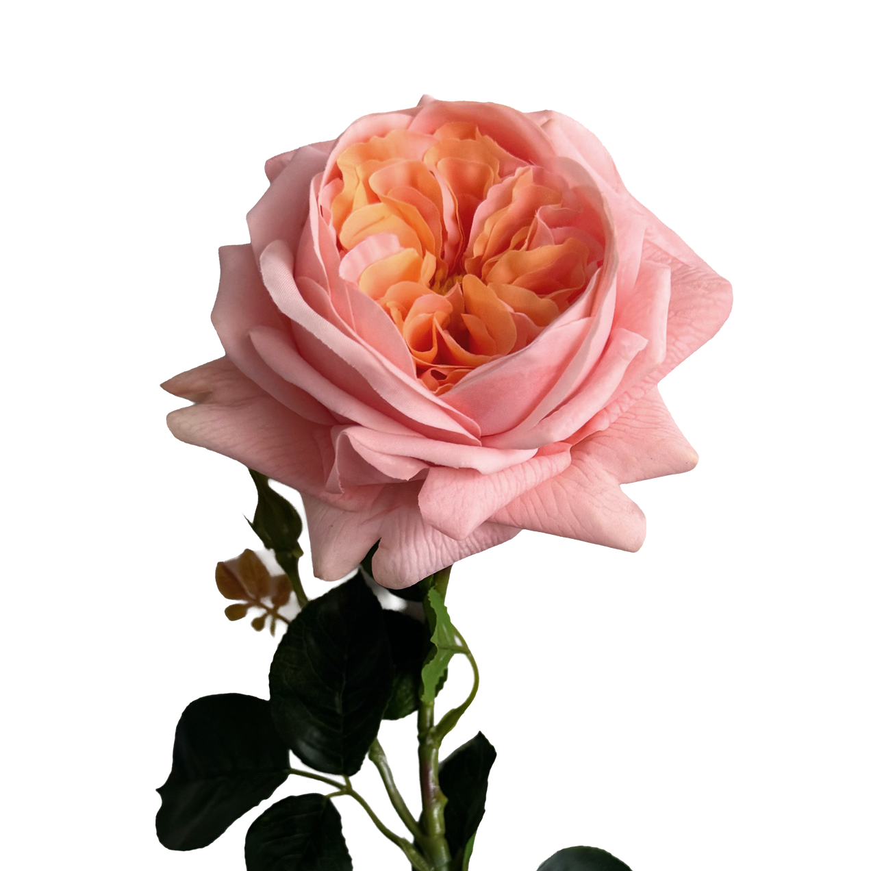 English Rosette Style Rose with Bud — Coral Peach Bicolour