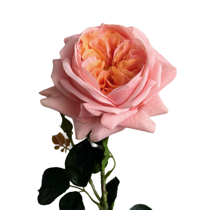 English Rosette Style Rose with Bud — Coral Peach Bicolour