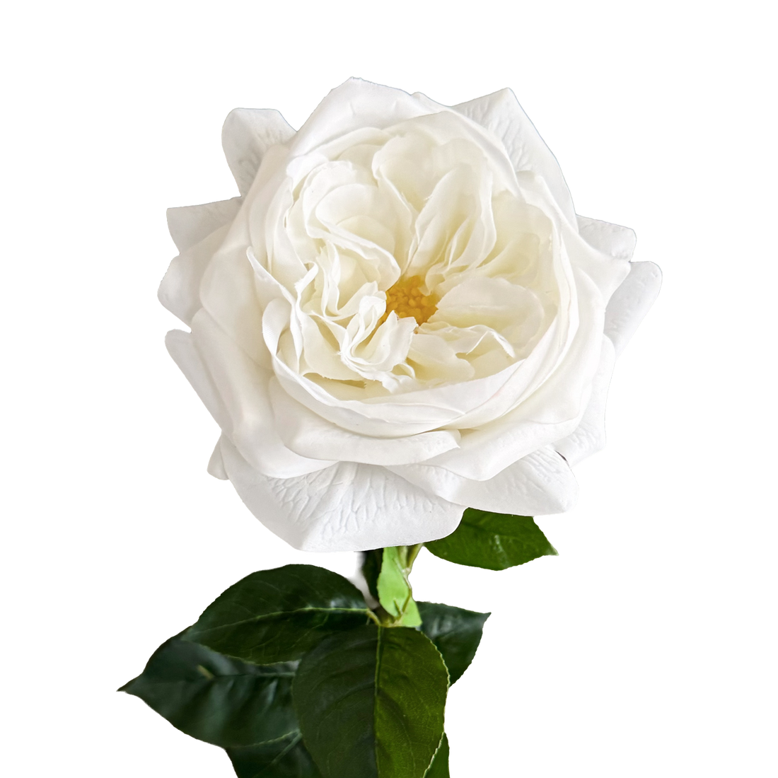 English Rosette Style Rose with Bud — Serene White