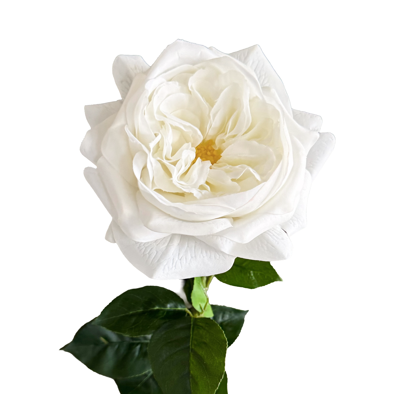 English Rosette Style Rose with Bud — Serene White