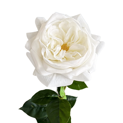 English Rosette Style Rose with Bud — Serene White