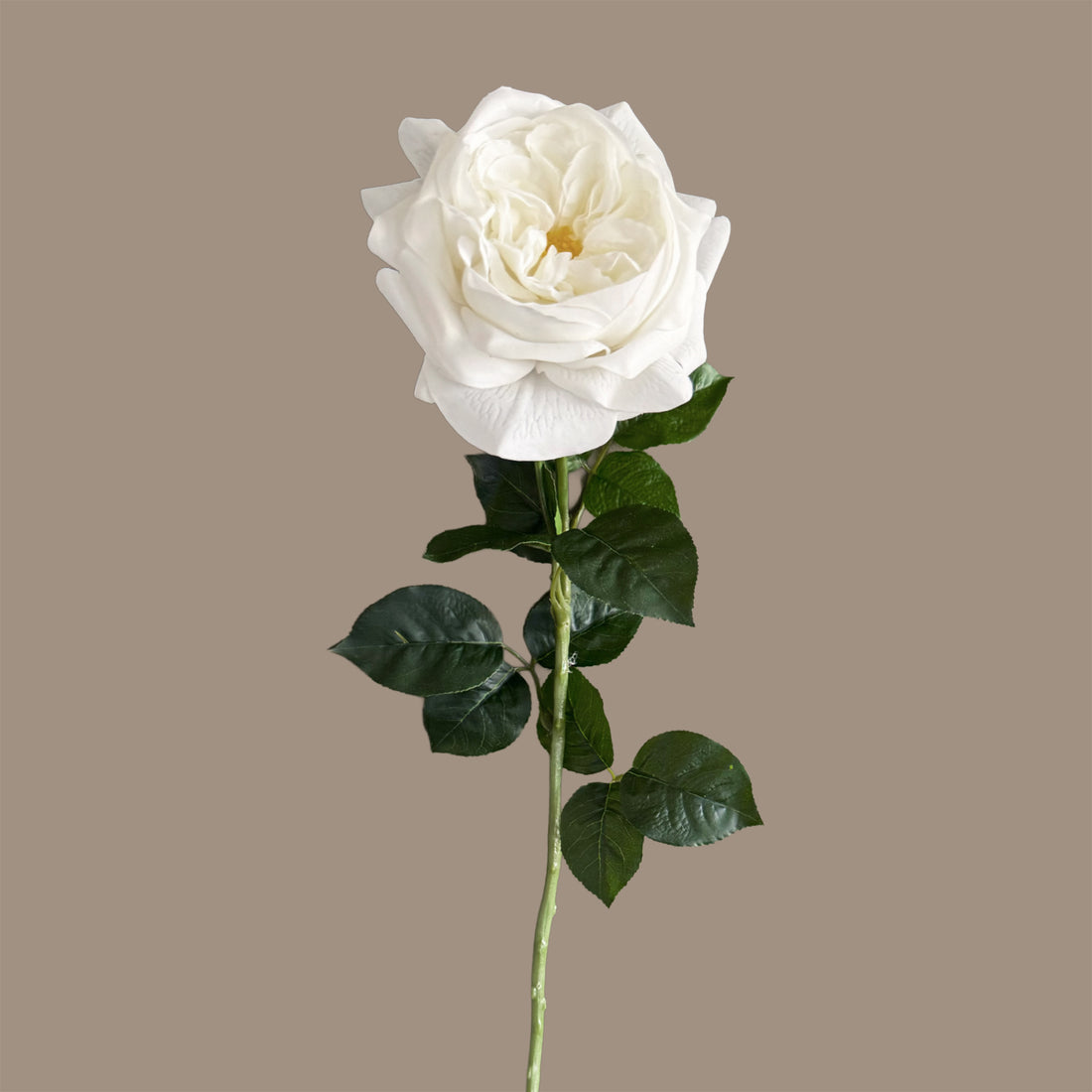 English Rosette Style Rose with Bud — Serene White