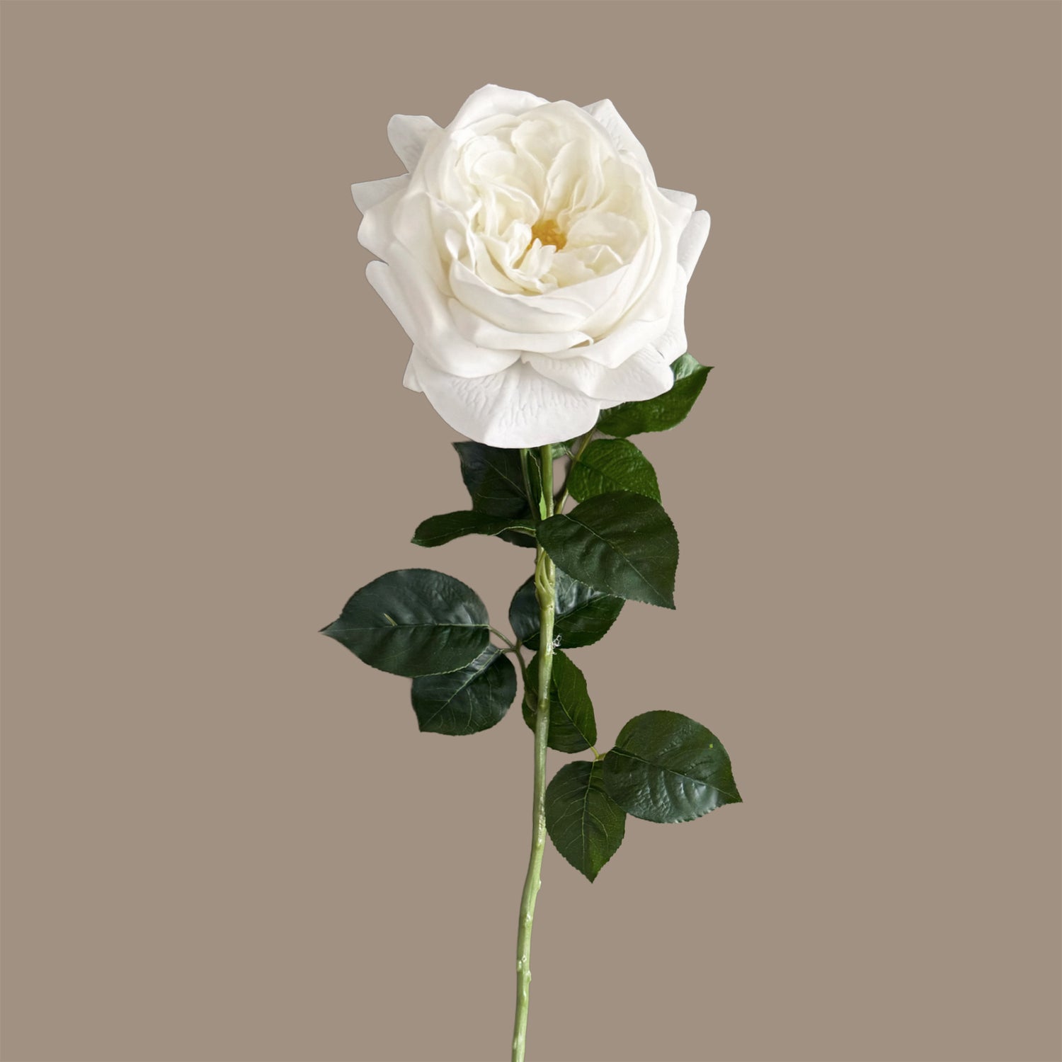 English Rosette Style Rose with Bud — Serene White