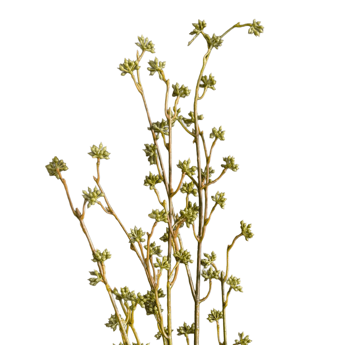 Lepidium Seed Spray — Olive Chartreuse