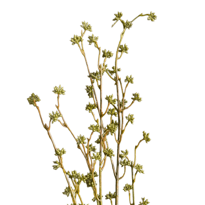 Lepidium Seed Spray — Olive Chartreuse