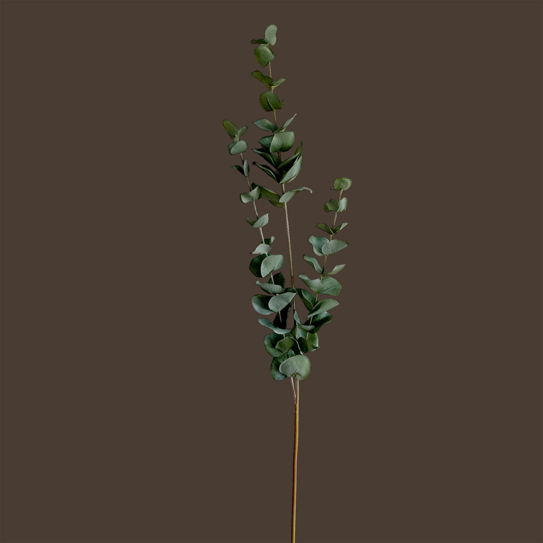 Eucalyptus Spray — Silent Green