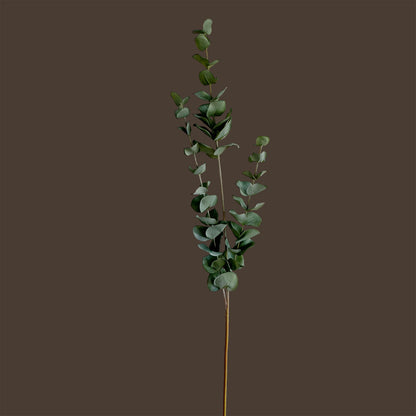 Eucalyptus Spray — Silent Green