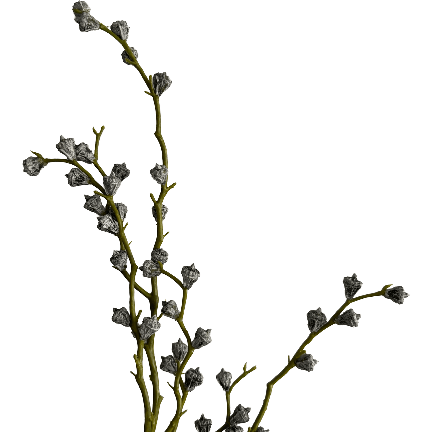 Eucalyptus Bud Branch — Laurel Frost