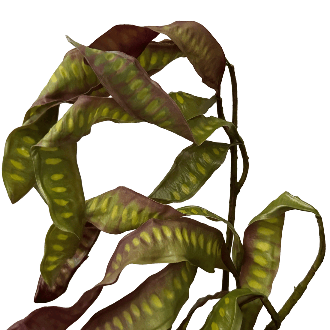 Spiral Pod Branch — Olive Mahogany