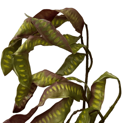 Spiral Pod Branch — Olive Mahogany