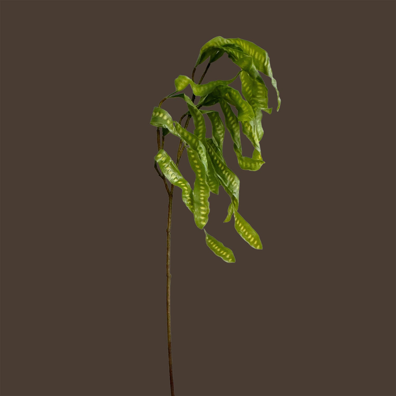 Spiral Pod Branch — Bud Green