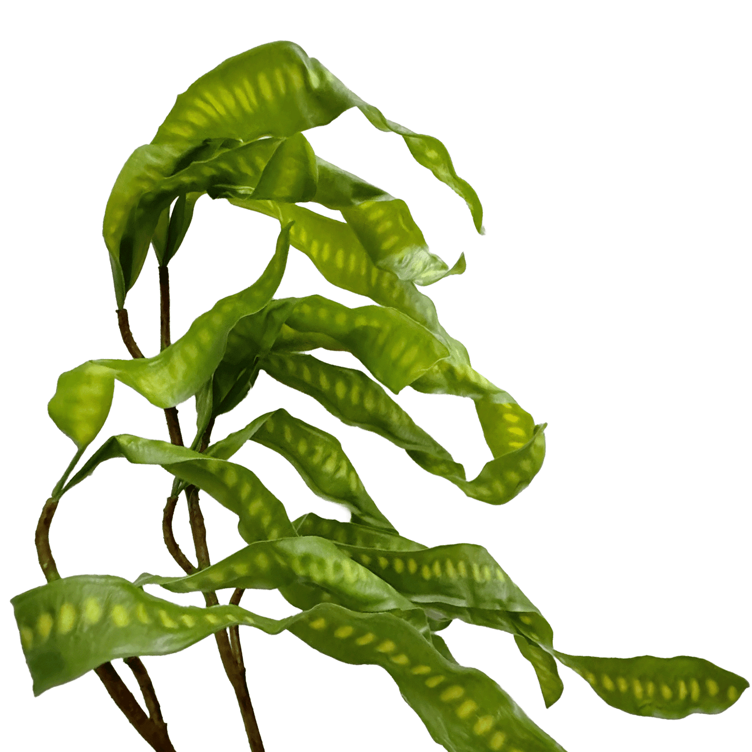 Spiral Pod Branch — Bud Green