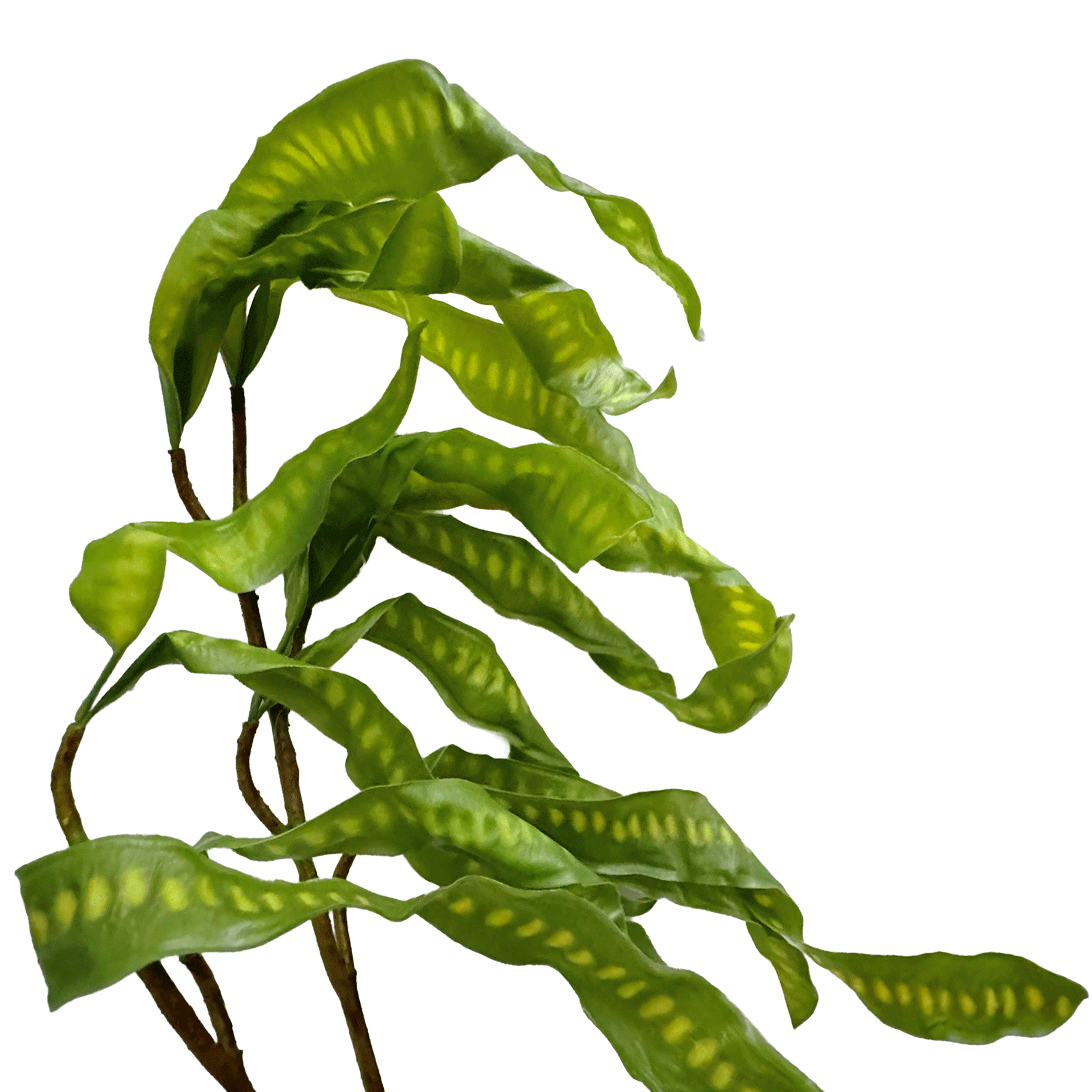 Spiral Pod Branch — Bud Green