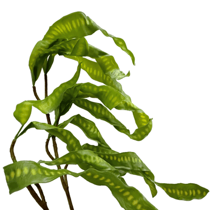 Spiral Pod Branch — Bud Green