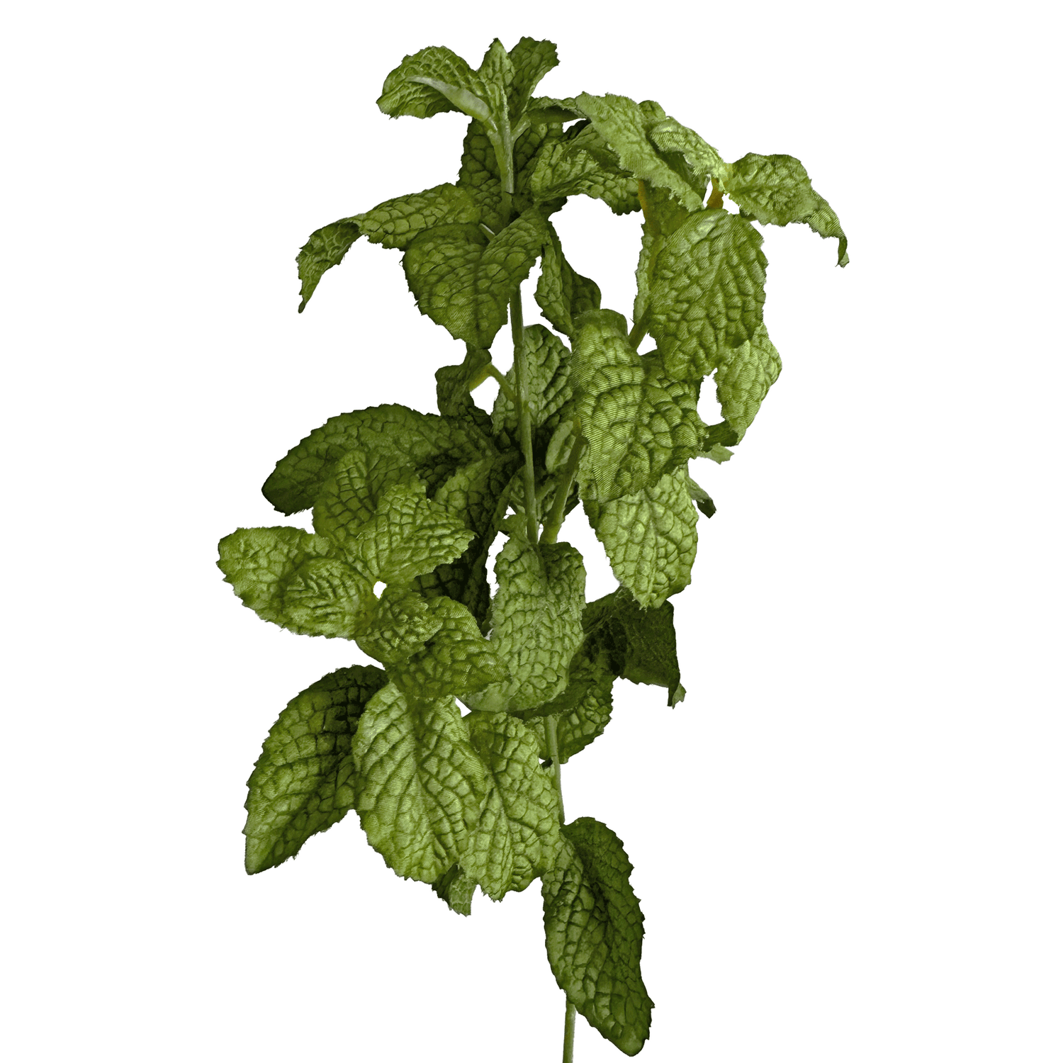 Mint Leaf Spray — Fresh Mint