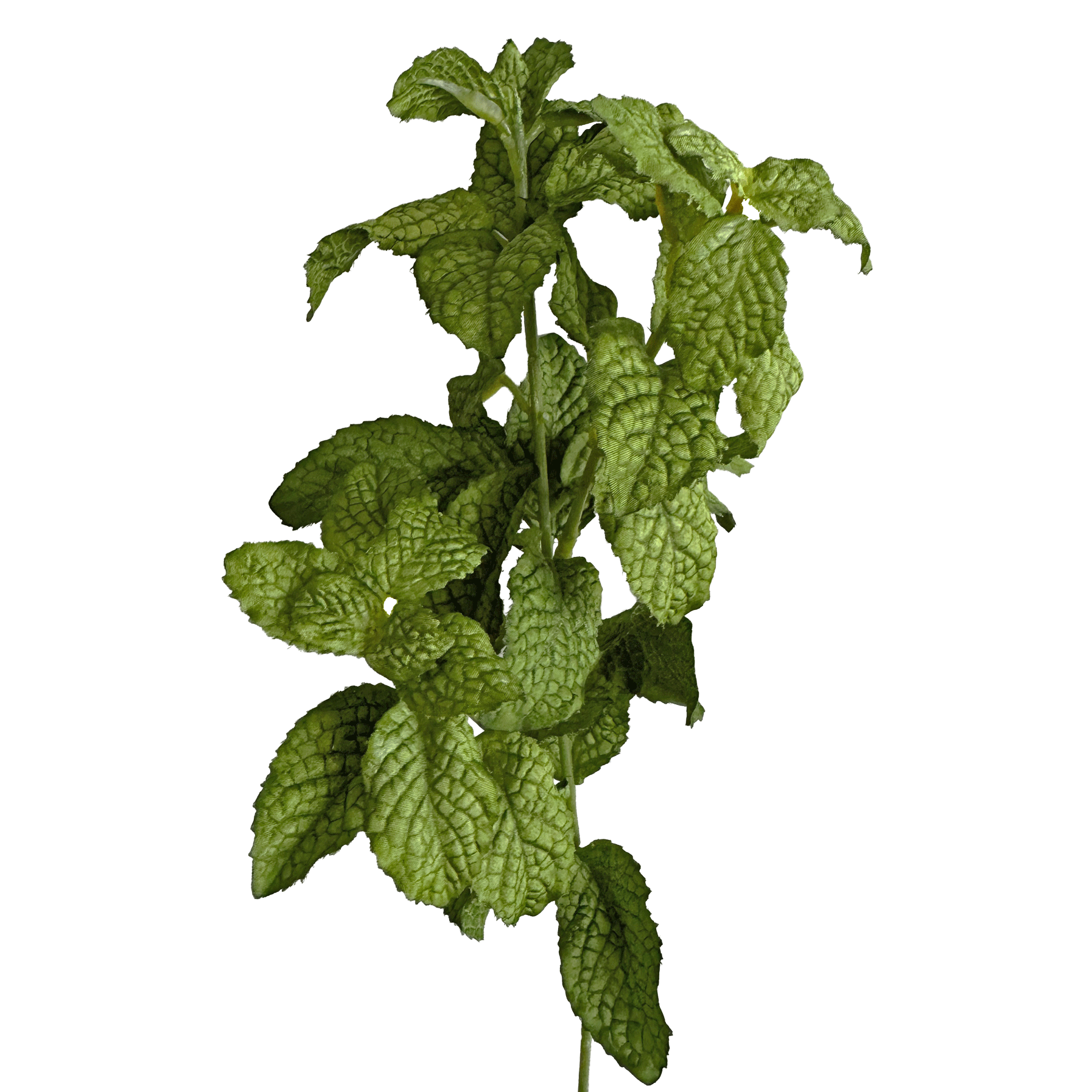 Mint Leaf Spray — Fresh Mint