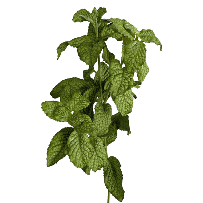 Mint Leaf Spray — Fresh Mint