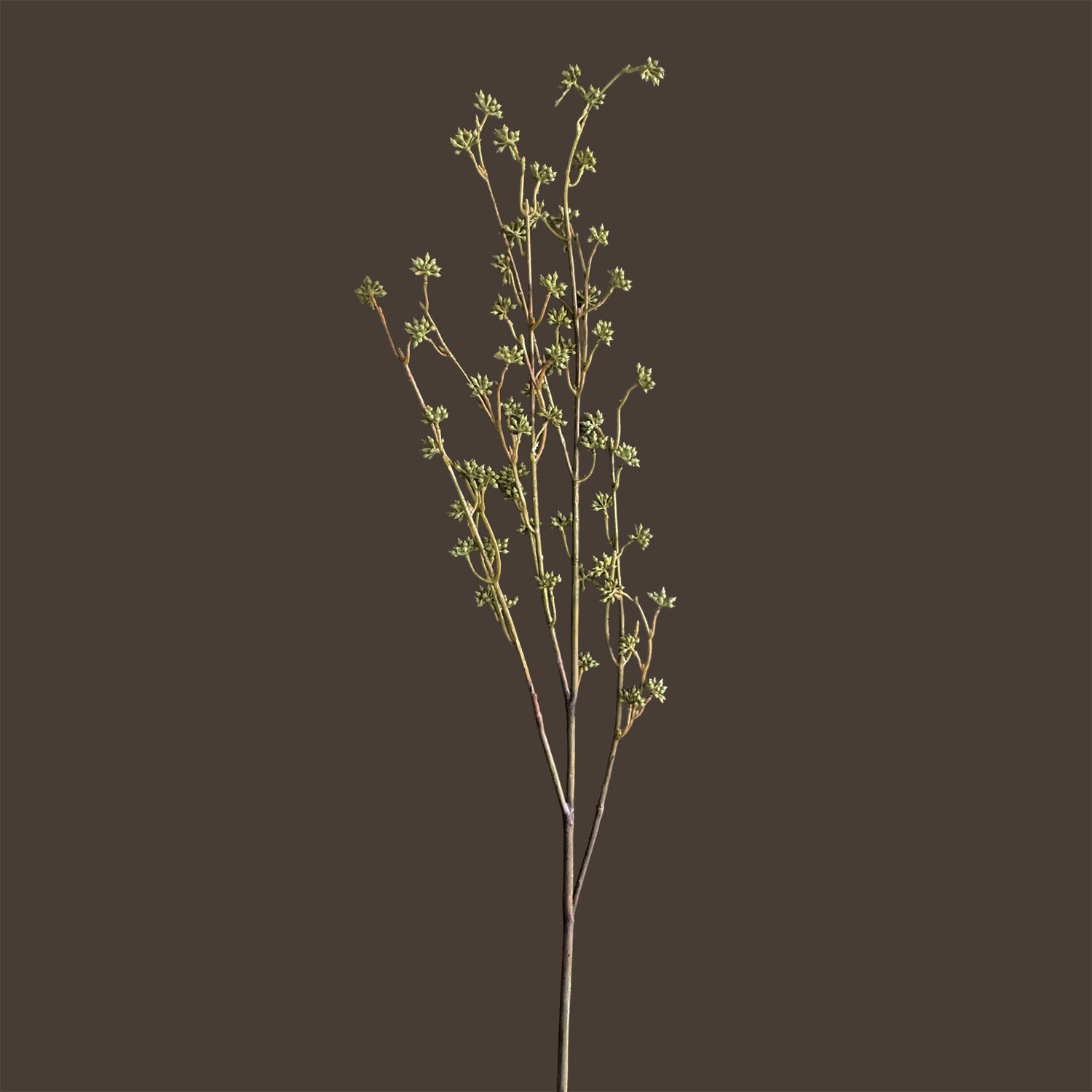 Lepidium Seed Spray — Olive Chartreuse