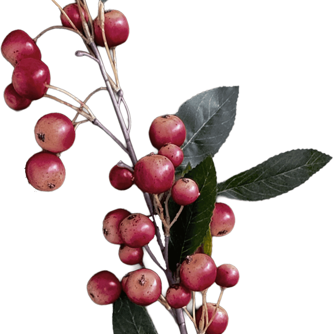 Malus Crabapple — Orchard Carmine