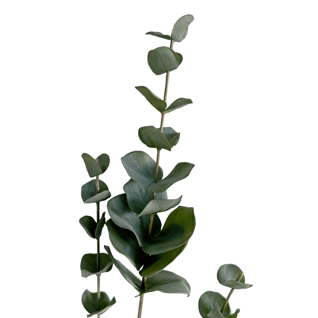 Eucalyptus Spray — Silent Green