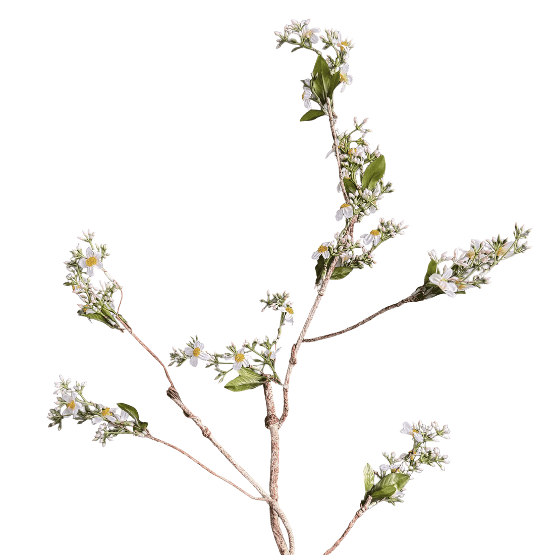 Symphyotrichum lateriflorum — Verdant White-Green