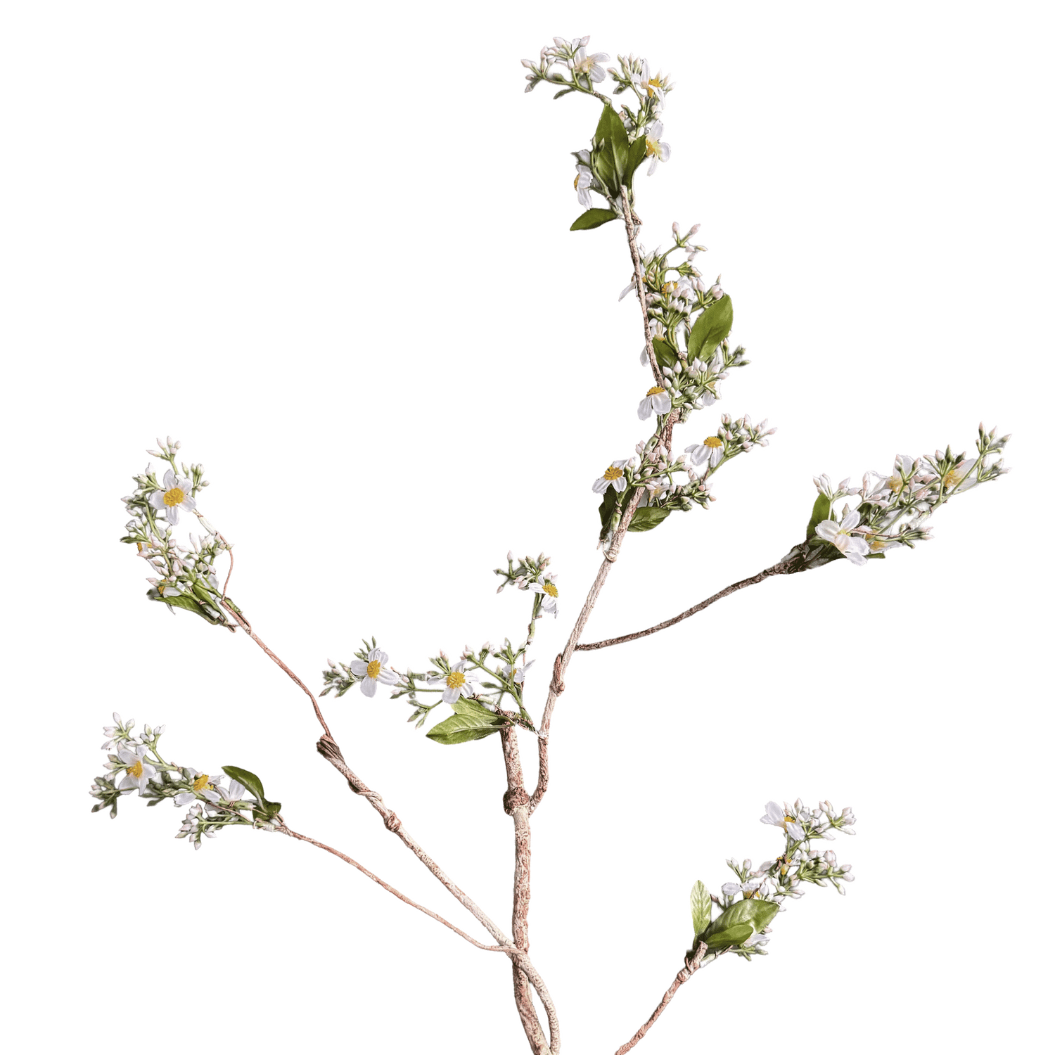 Symphyotrichum lateriflorum — Verdant White-Green