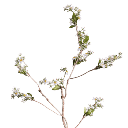 Symphyotrichum lateriflorum — Verdant White-Green