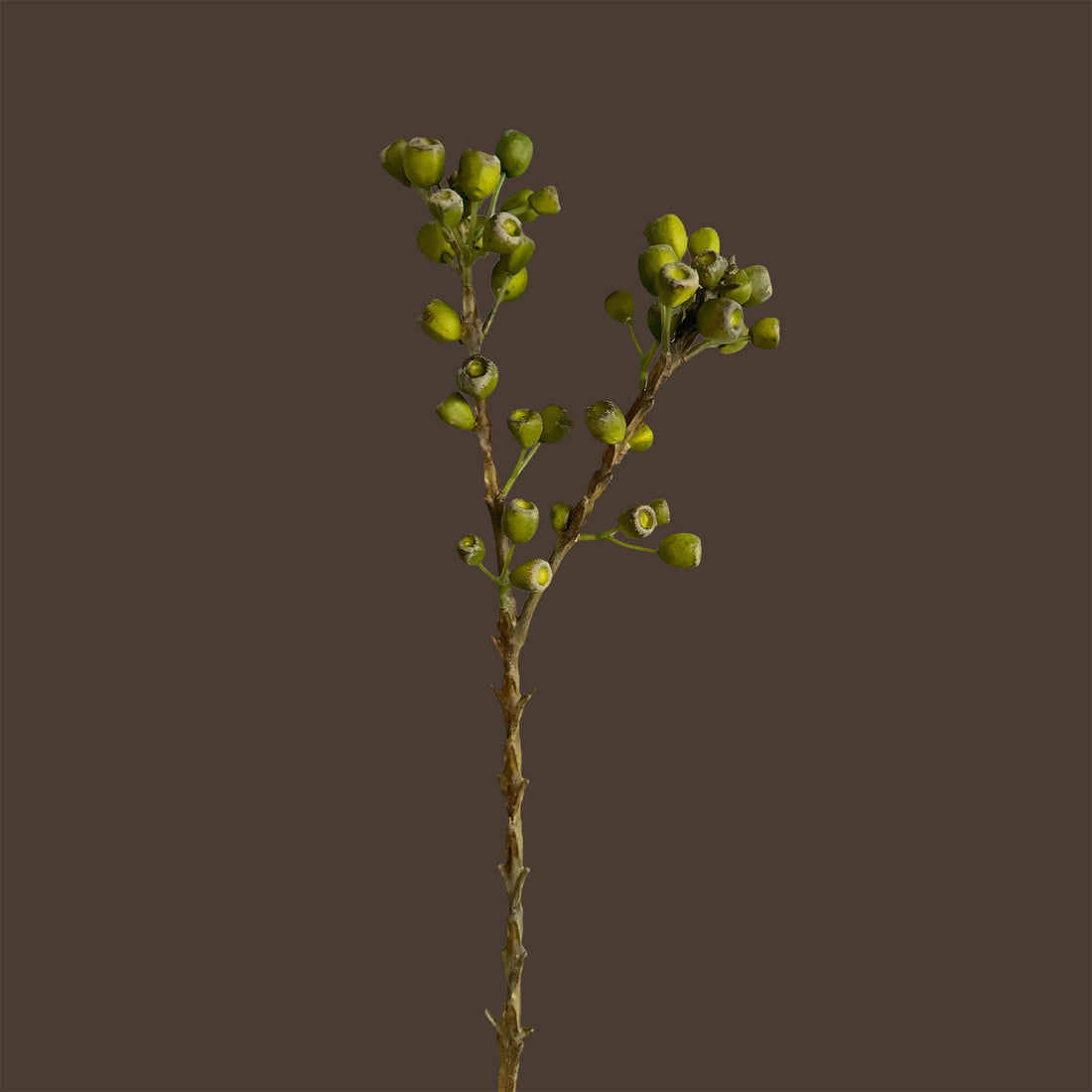 Eucalyptus Pods — Lichen Olive