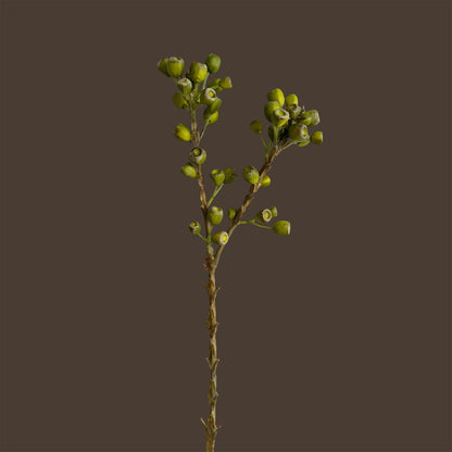 Eucalyptus Pods — Lichen Olive