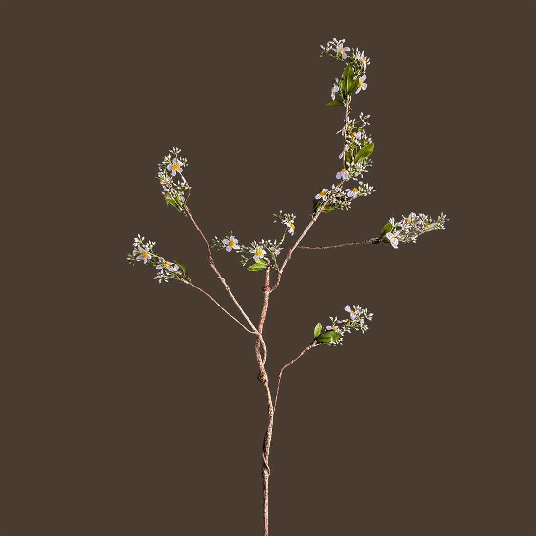 Symphyotrichum lateriflorum — Verdant White-Green