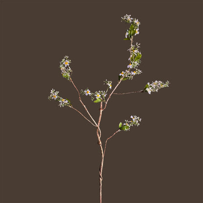 Symphyotrichum lateriflorum — Verdant White-Green