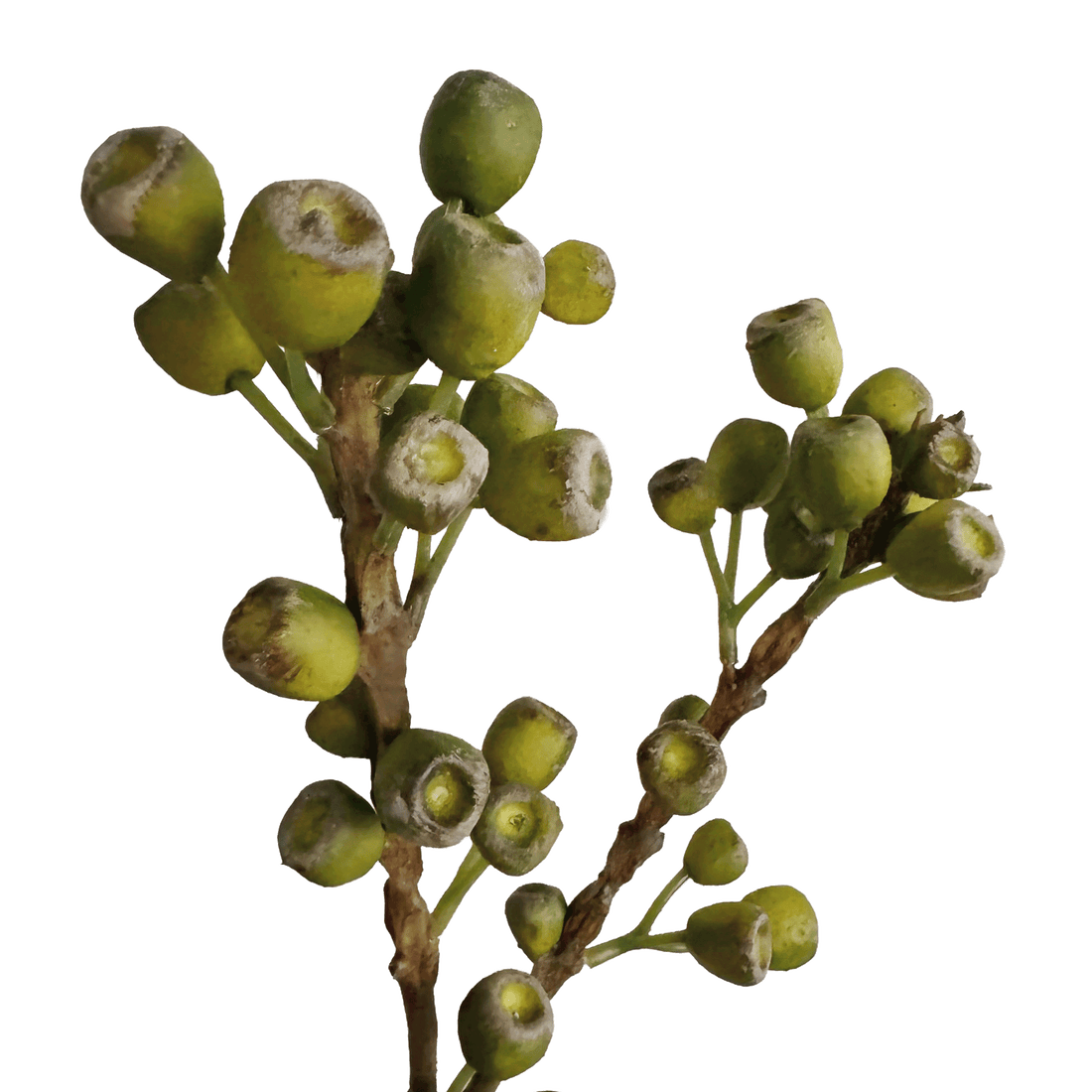 Eucalyptus Pods — Lichen Olive