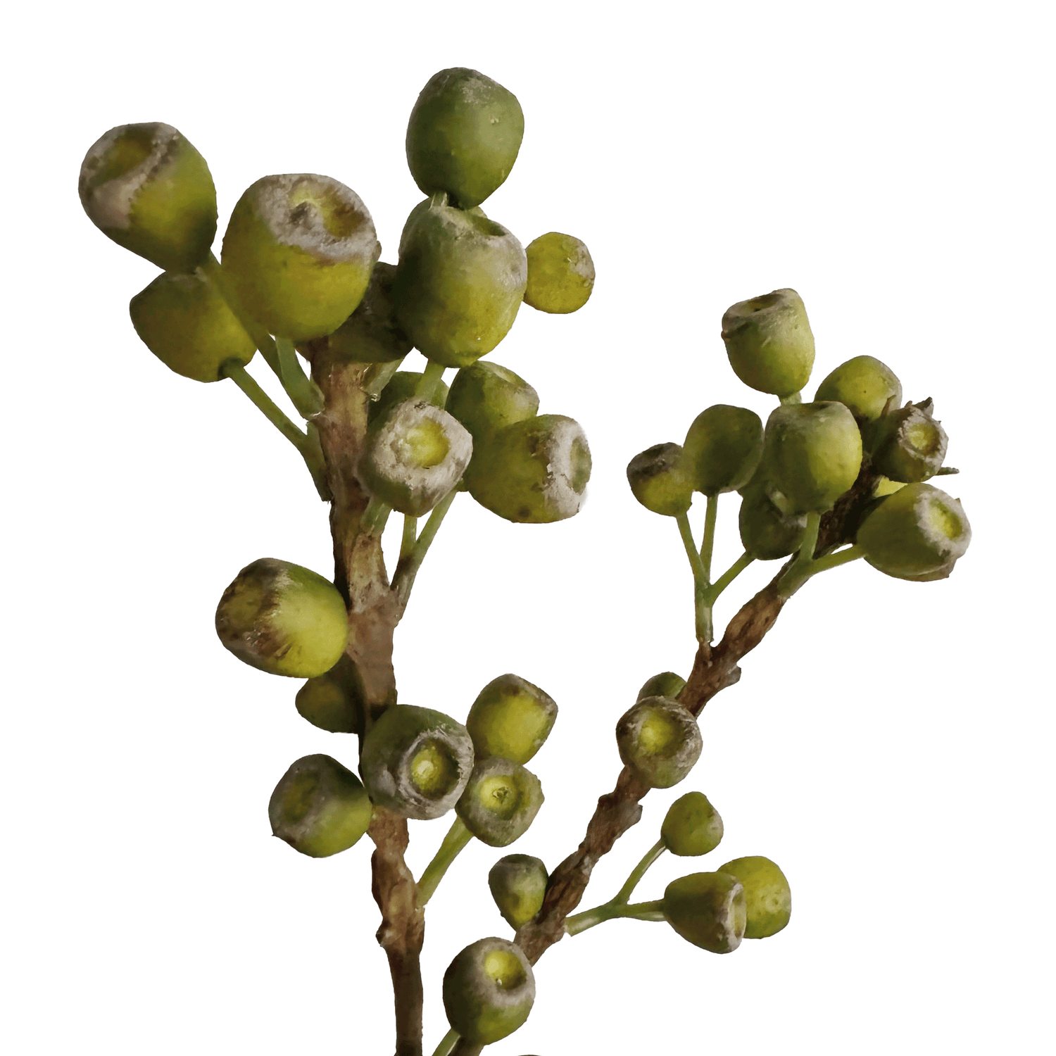 Eucalyptus Pods — Lichen Olive