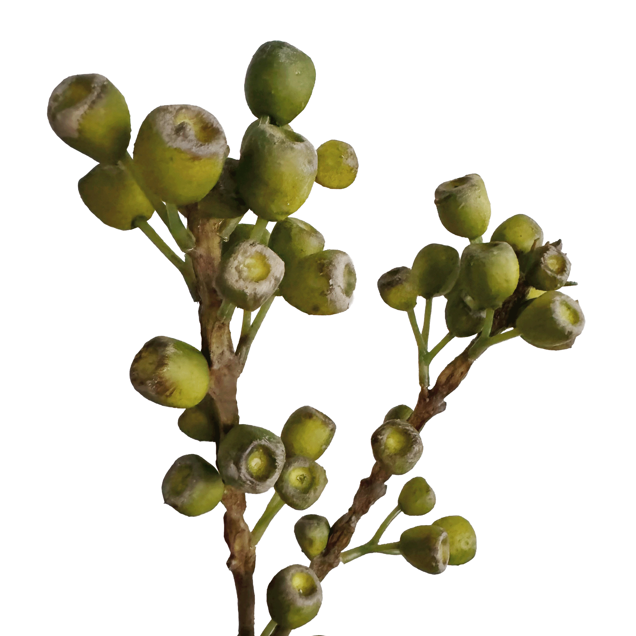 Eucalyptus Pods — Lichen Olive