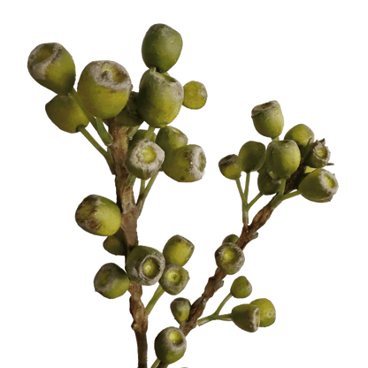 Eucalyptus Pods — Lichen Olive