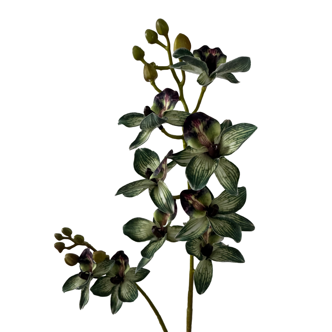 Rodriguezia lanceolata — Olive Green