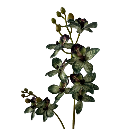 Rodriguezia lanceolata — Olive Green