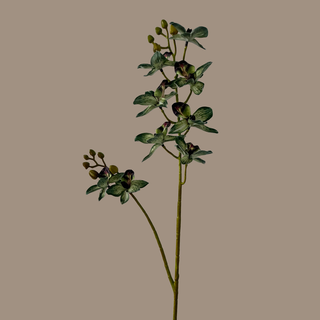 Rodriguezia lanceolata — Olive Green