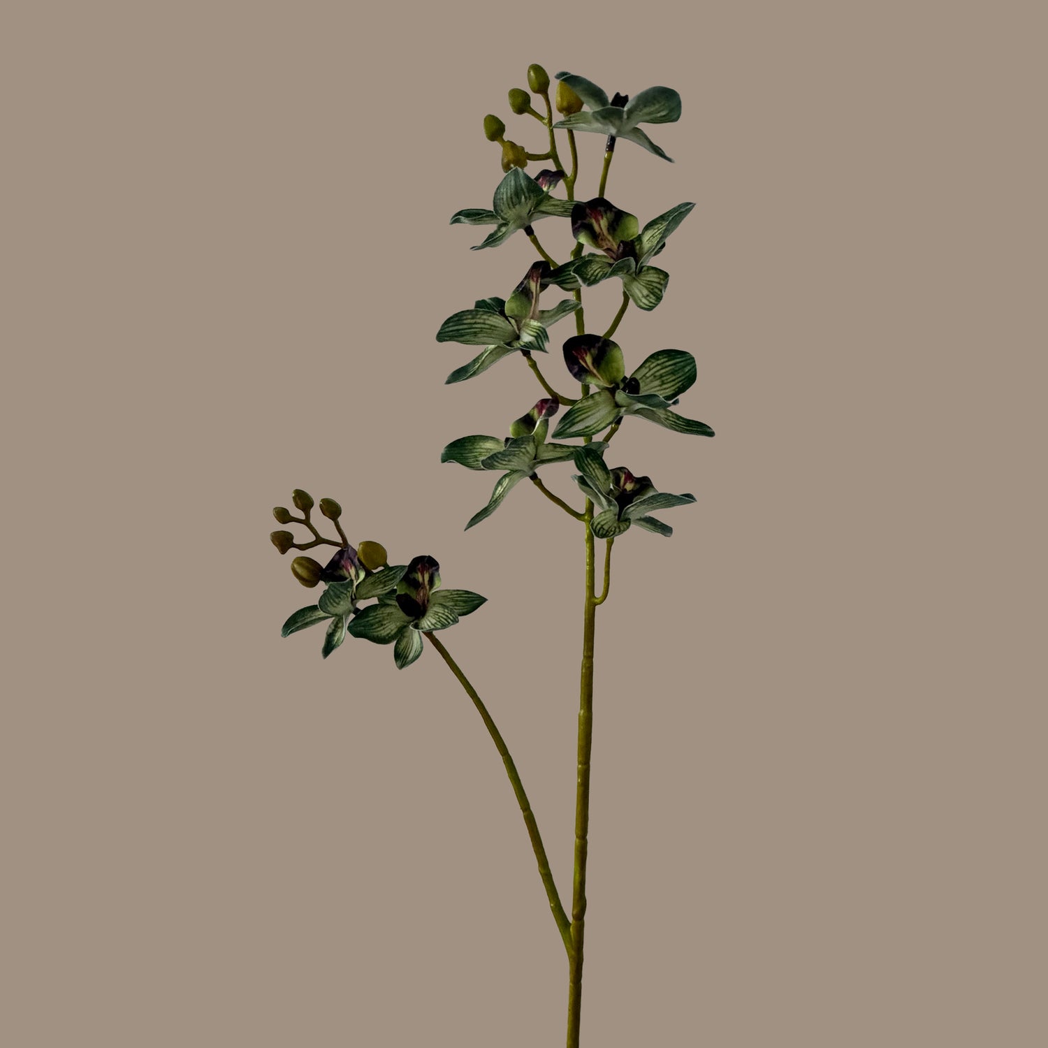 Rodriguezia lanceolata — Olive Green