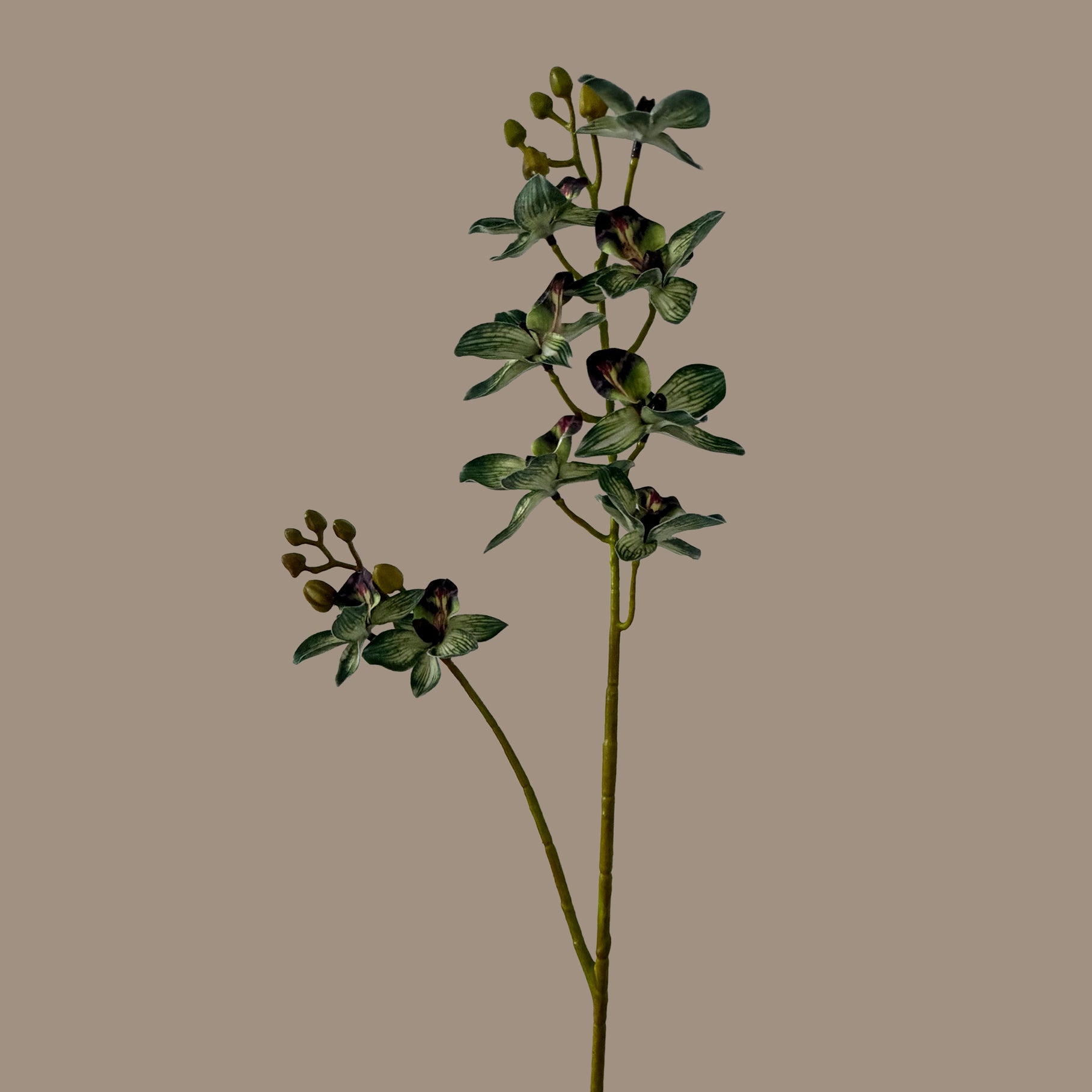 Rodriguezia lanceolata — Olive Green
