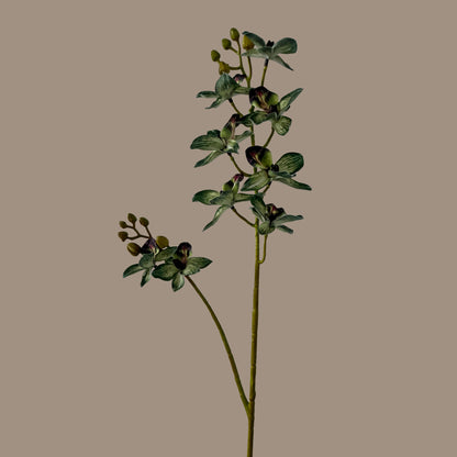 Rodriguezia lanceolata — Olive Green