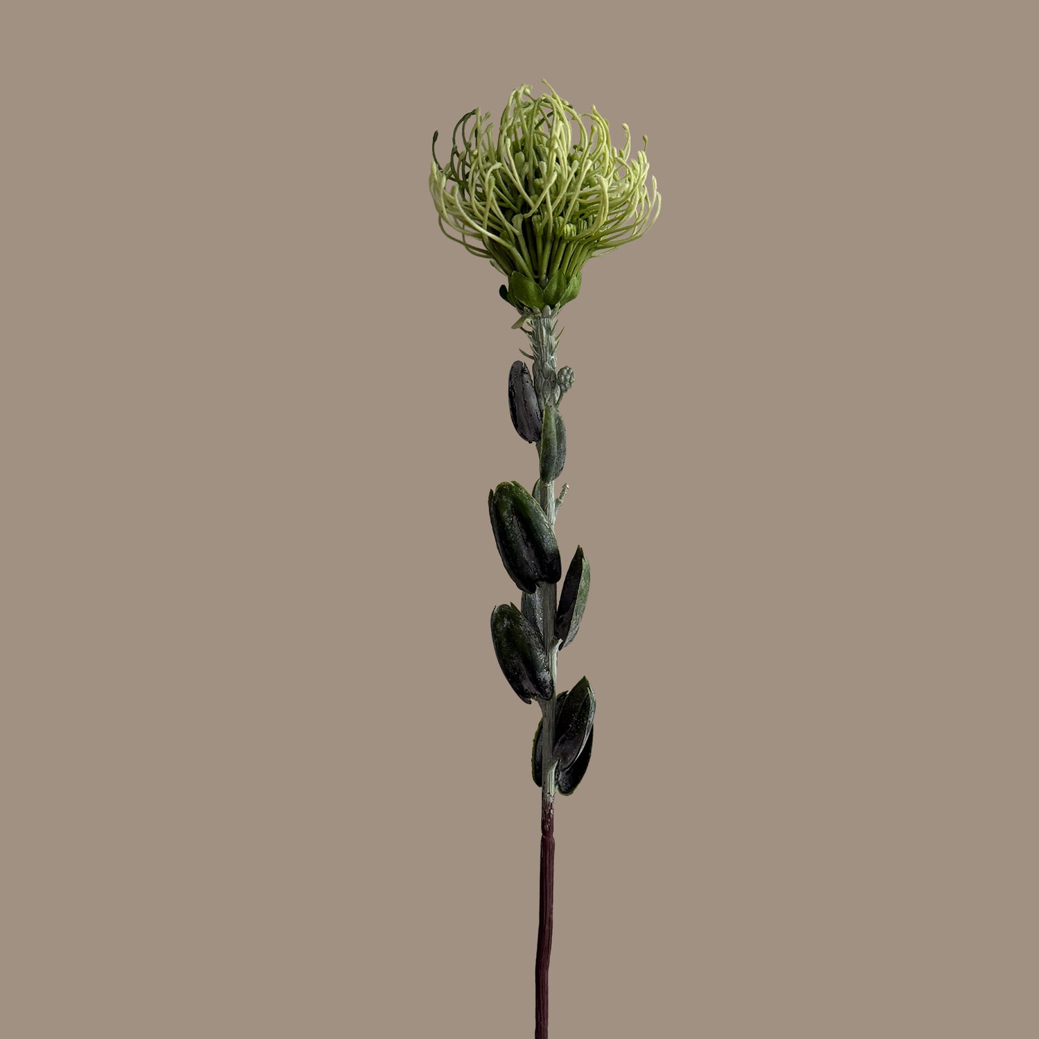 Leucospermum — Fresh Mint