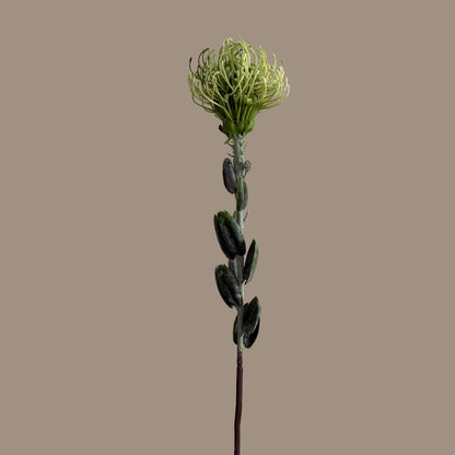 Leucospermum — Fresh Mint