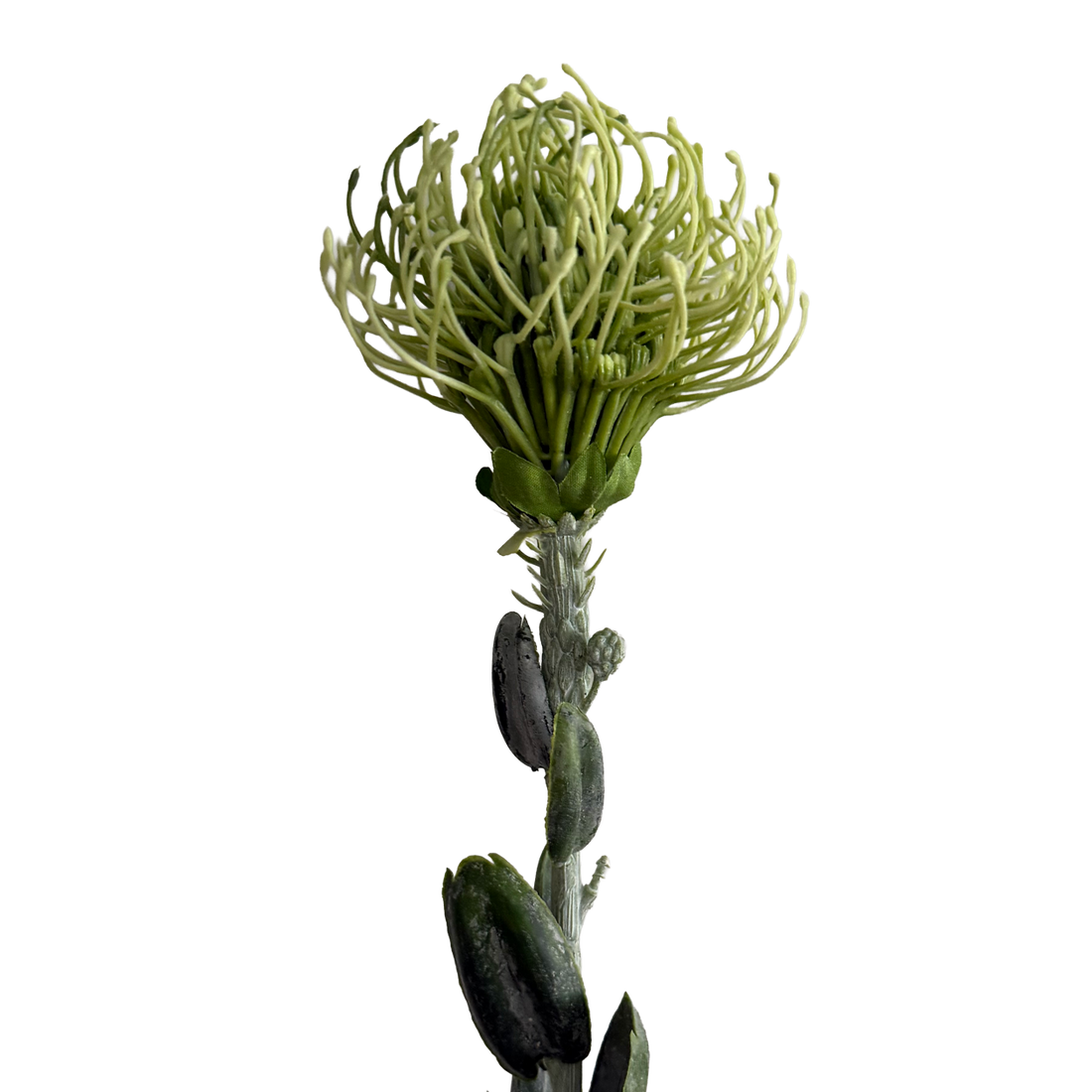 Leucospermum — Fresh Mint