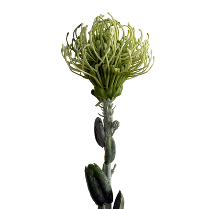 Leucospermum — Fresh Mint