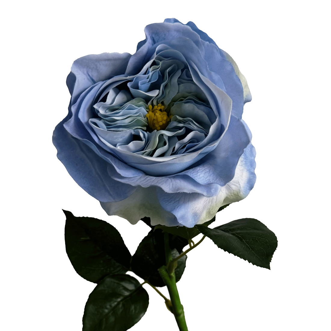 English Rosette-Style Rose — Cornflower Blue