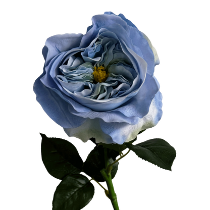 English Rosette-Style Rose — Cornflower Blue