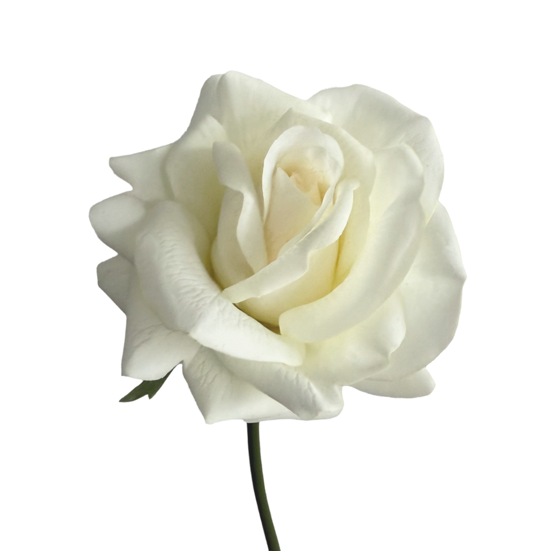 Leafless Rose — Cream White